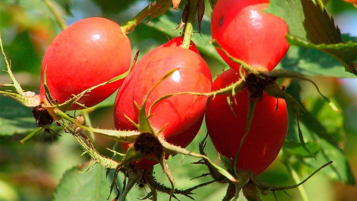 Які продукти зміцнюють імунітет: названо ТОП-5 Які продукти зміцнюють імунітет: названо ТОП-5