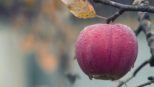 Користь і шкода яблук: Фус назвала цікаві факти
