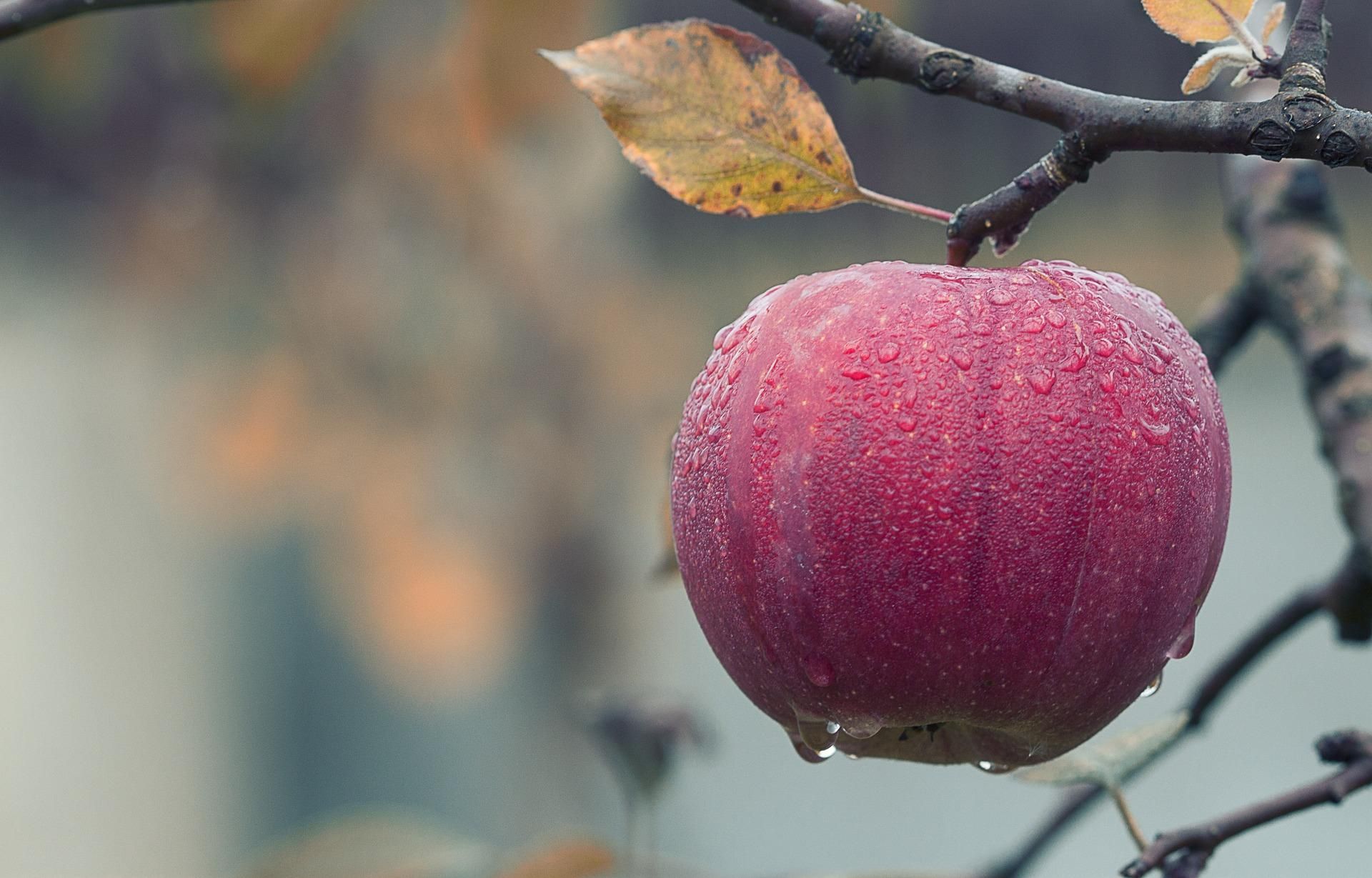 Користь і шкода яблук: Фус назвала цікаві факти про популярний фрукт